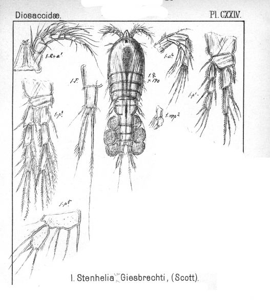 Delavalia giesbrechti from Sars, G.O. 1906