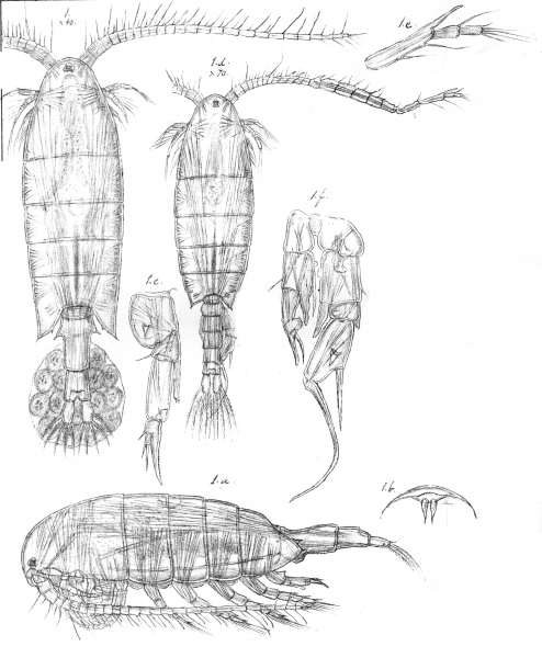 Diaptomus acutilobatus from Sars, G.O. 1903