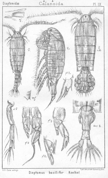 Diaptomus bacillifer from Sars, G.O. 1902