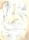 Diaptomus bouvieri from Daday 1910