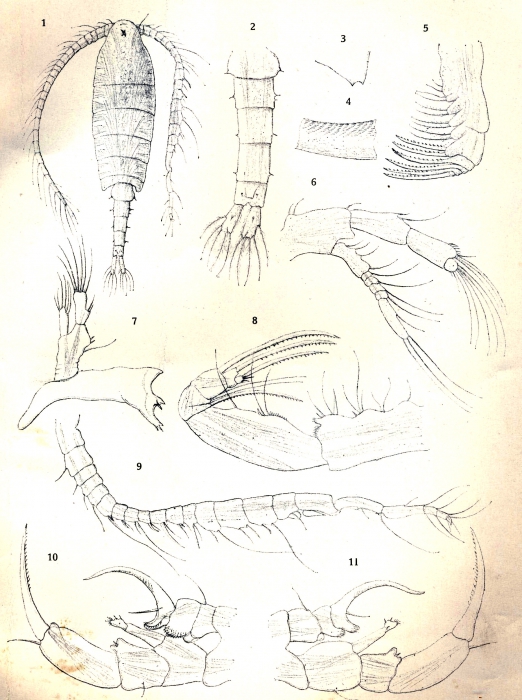 Diaptomus bouvieri from Daday 1910