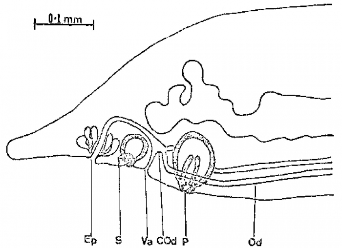Ectocotyla hirudo Ectocotyla hirudo