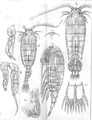 Crustacea (crustaceans)