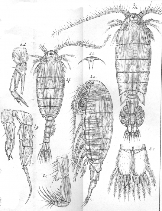 Diaptomus incrassatus from Sars, G.O. 1903