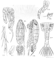 Crustacea (crustaceans)