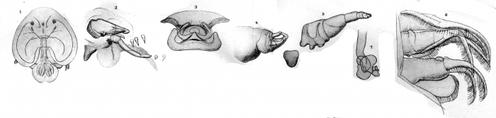Dolops kollari from Thiele 1904
