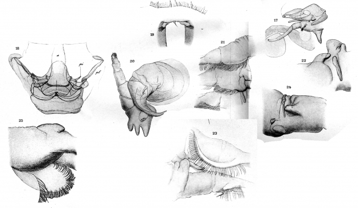 Dolops longicauda from Thiele 1904