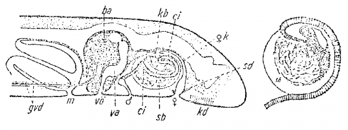 Inaloa cirrifera