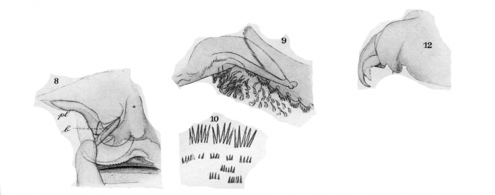 Dolops striata from Thiele 1904