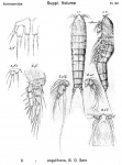 Ectinosoma angulifrons from Sars, G.O. 1919