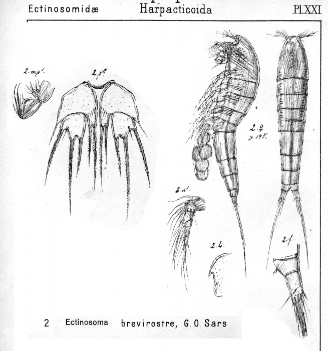 Ectinosoma brevirostre from Sars, G.O. 1904