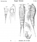 Ectinosoma clavatum from Sars, G.O. 1920