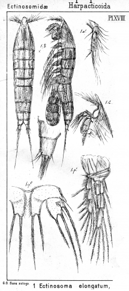 Ectinosoma elongatum from Sars, G.O. 1904