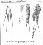 Ectinosoma gothiceps from Sars, G.O. 1904