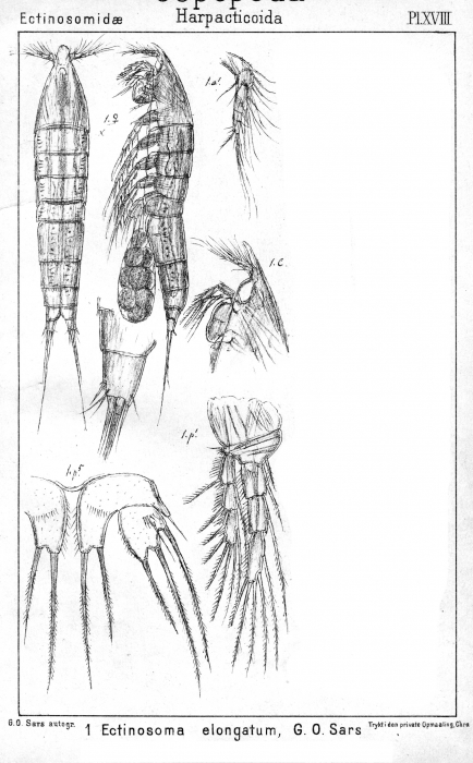 Ectinosoma herdmani from Sars, G.O. 1904