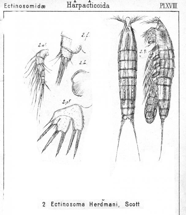 Ectinosoma herdmani from Sars, G.O. 1904