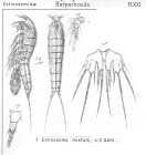Ectinosoma mixtum from Sars, G.O. 1904
