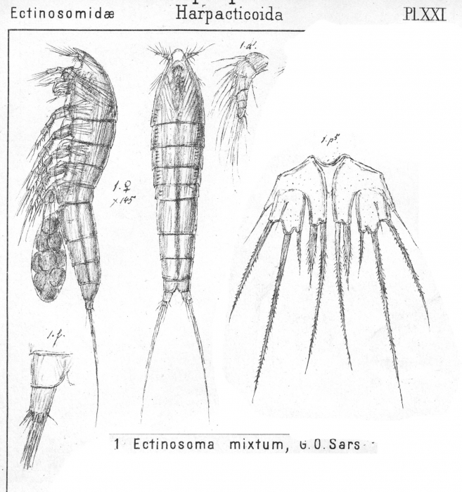 Ectinosoma mixtum from Sars, G.O. 1904