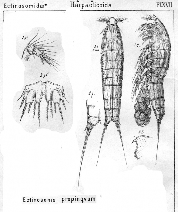 Ectinosoma propinguum from Sars, G.O. 1904