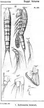 Ectinosoma tenerum from Sars, G.O. 1920