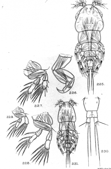 Ergasiloides brevimanus from Sars, G.O. 1909