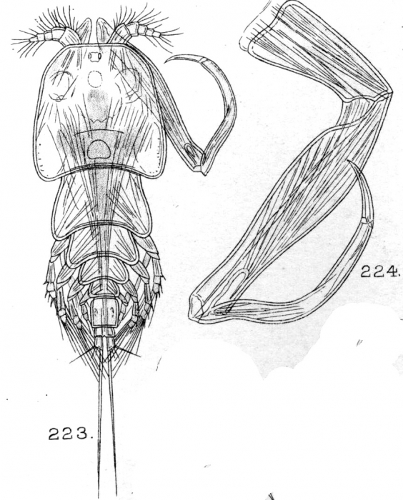 Ergasiloides macrodactylus from Sars, G.O. 1909