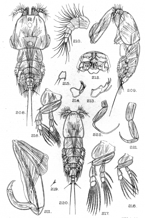 Ergasiloides megacheir from Sars, G.O. 1909