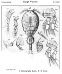 Herrmannella dubia from Sars, G.O. 1902