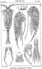Heterocope appendiculata from Sars, G.O. 1902