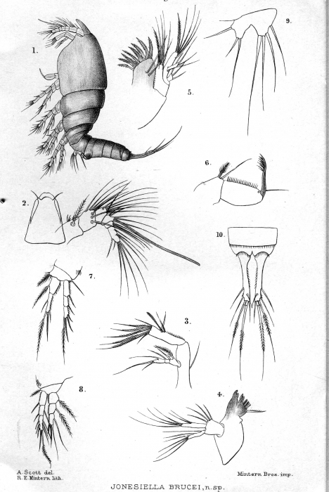 Jonesiella brucei from Scott, T. & A. 1901