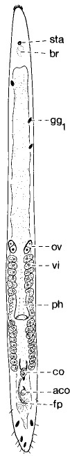 Minona degadti Minona degadti
