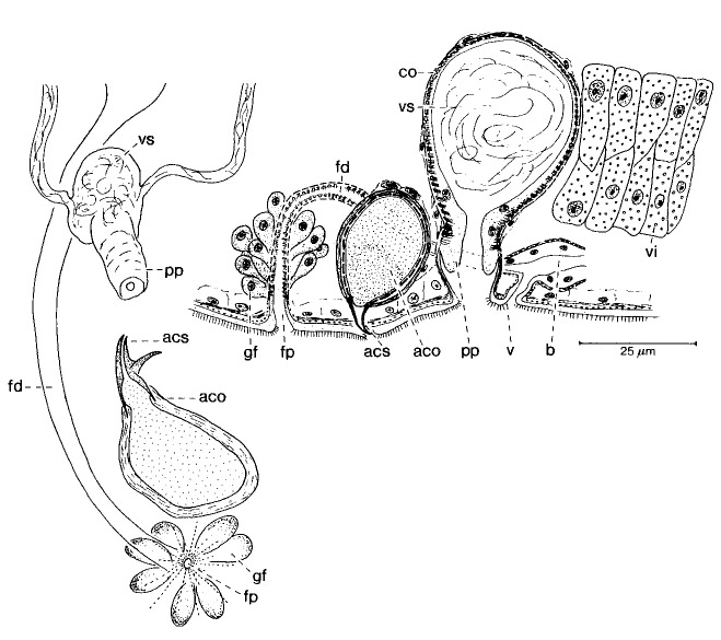 Minona degadti