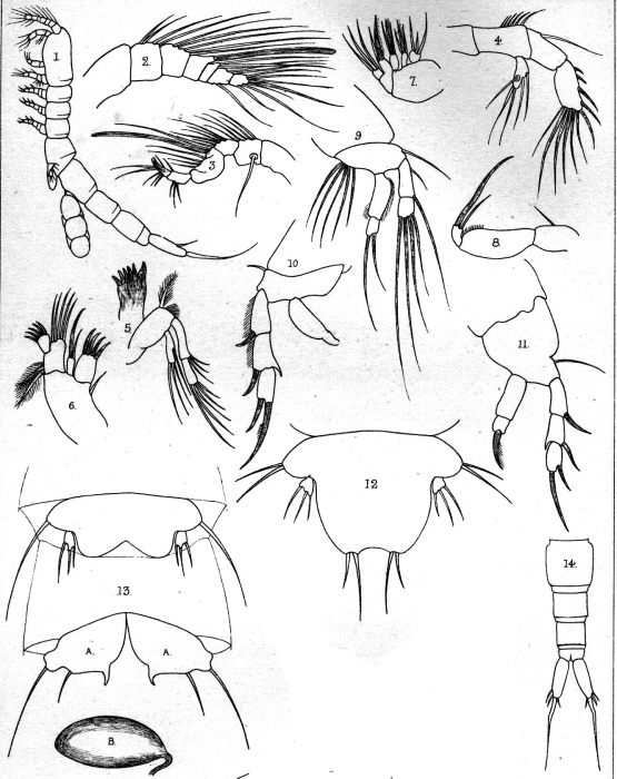 Leptopsyllus robertsoni from Scott, T. & A. 1895