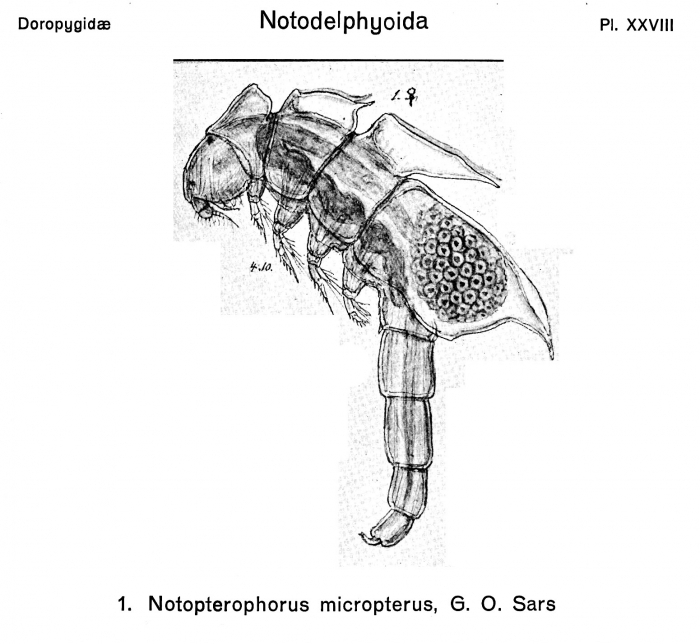 Notopterophorus micropterus from Sars, G.O. 1911
