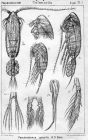 Pseudocalanus gracilis from Sars, G.O. 1903