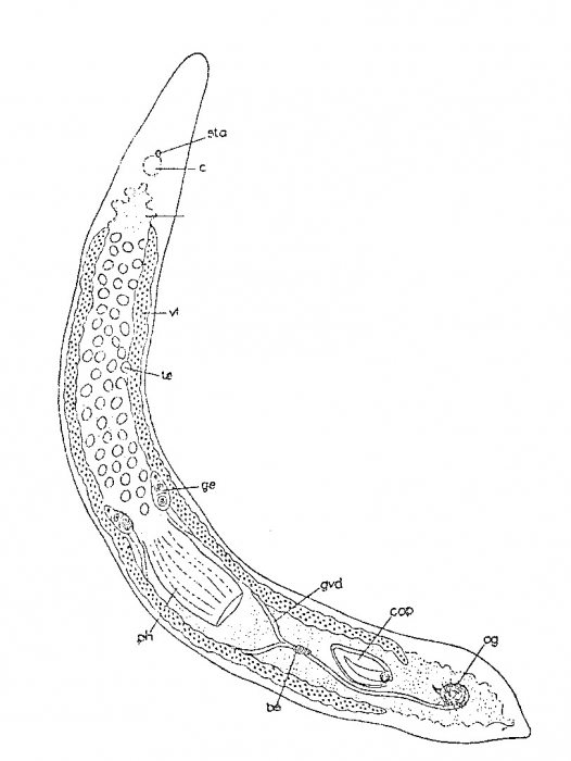 Minona trigonopora Minona trigonopora