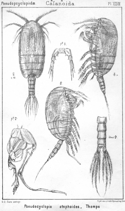 Pseudocyclopia stephoides from Sars, G.O. 1902