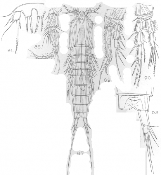 Schizopera sclaris from Sars, G.O. 1909