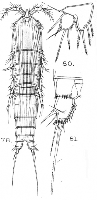Schizopera spinulosa from Sars, G.O. 1909