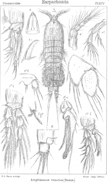 Amphiascus nasutus from Sars, G.O. 1906