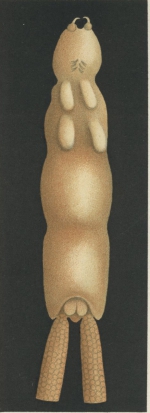Chondracanthus cornutus 