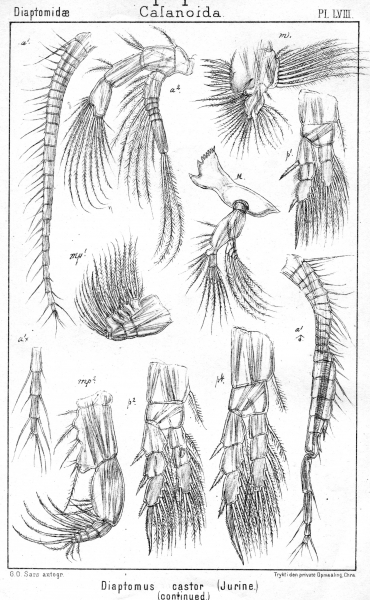 Diaptomus castor from Sars, G.O. 1902