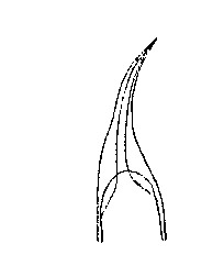 Minona trigonopora Minona trigonopora