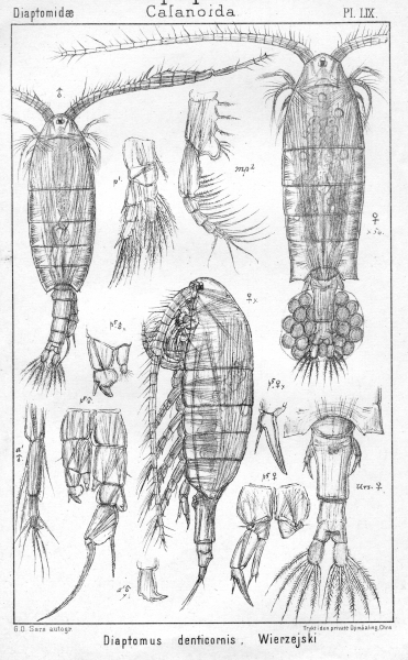 Diaptomus denticornis from Sars, G.O. 1902