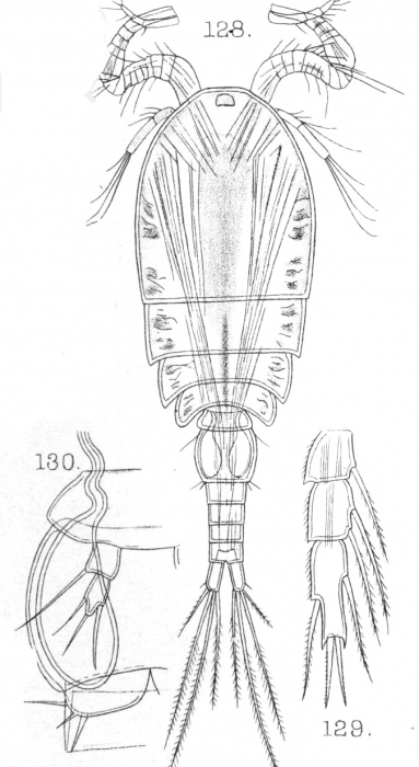 Cyclops albidus from Sars, G.O. 1909