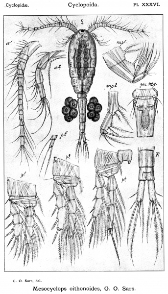 Mesocyclops oithonoides from Sars, G.O. 1914