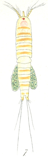 Amphiascus similis from Brian, A 1921