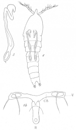 Amphiascus similis from Brian, A 1921