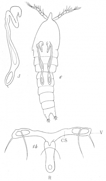 Amphiascus similis from Brian, A 1921