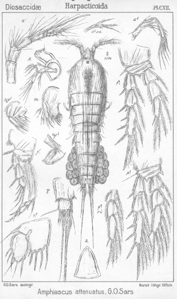 Amphiascus attenuatus from Sars, G.O. 1906